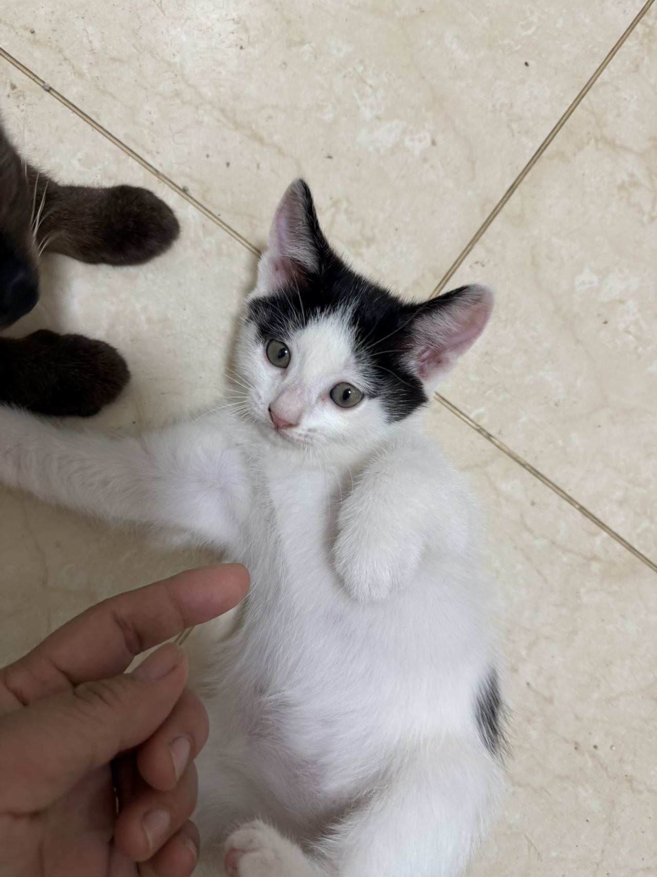 刚满月小猫