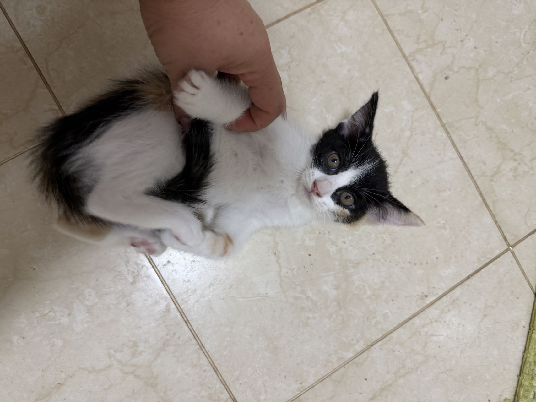 刚满月小猫