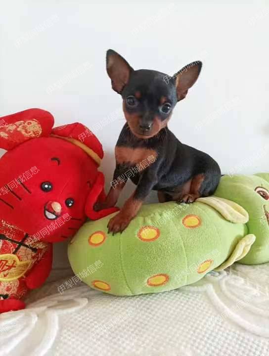 小家养的纯种小体鹿犬