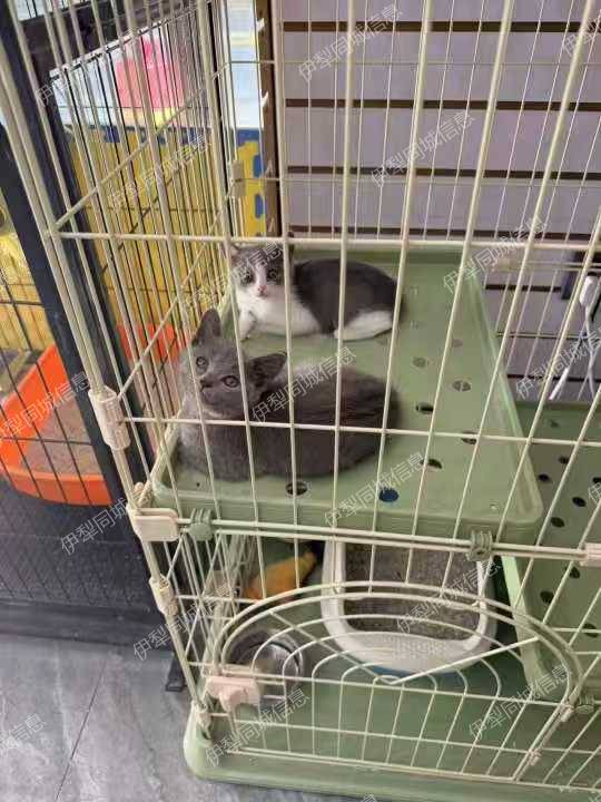 蓝猫蓝白妹妹，健康活泼，性格超好，适合新手养～