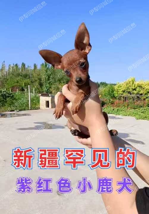 小家养的纯种小体鹿犬