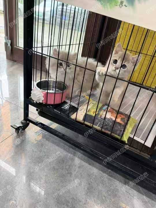 蓝金渐层弟弟妹妹