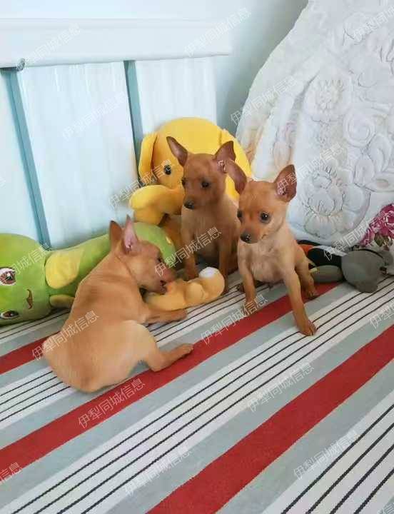 小家养的纯种小体鹿犬