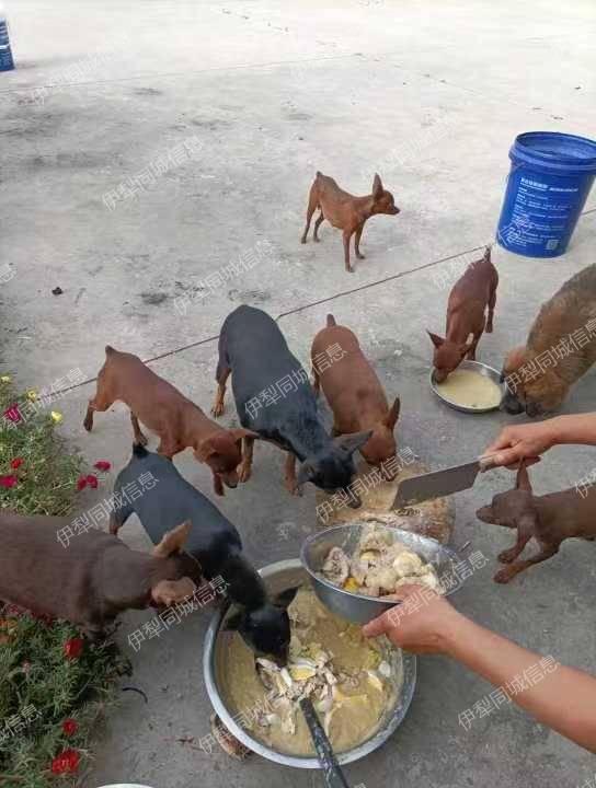 小家养的纯种小体鹿犬