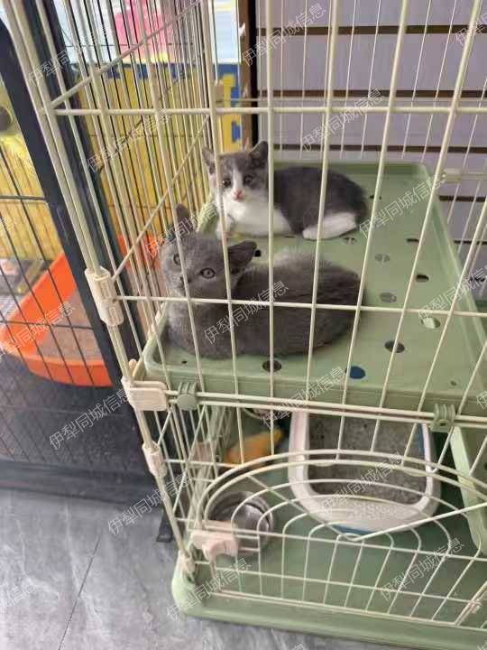 蓝猫蓝白妹妹，健康活泼，性格超好，适合新手养～