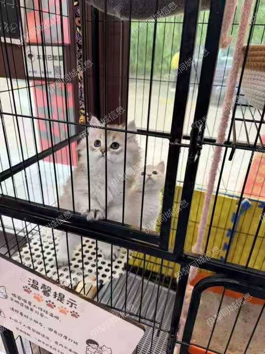 蓝金渐层弟弟妹妹