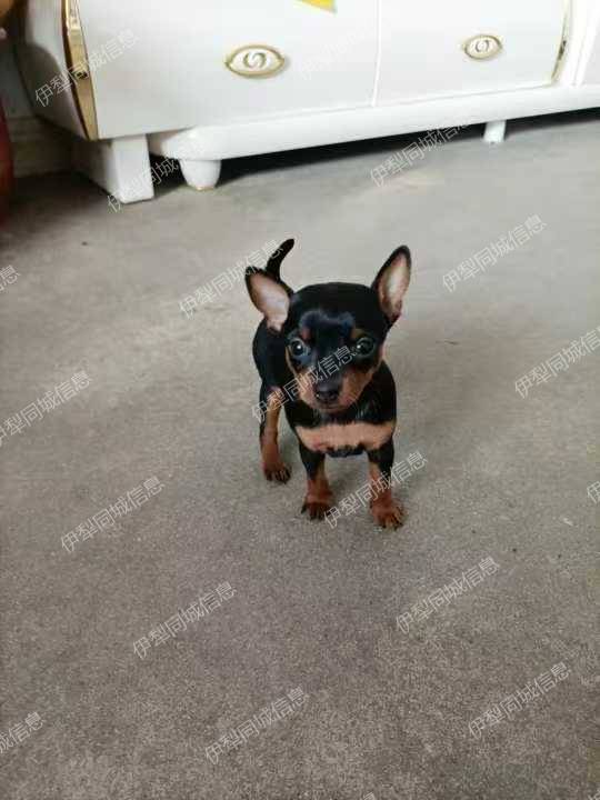 小家养的纯种小体鹿犬