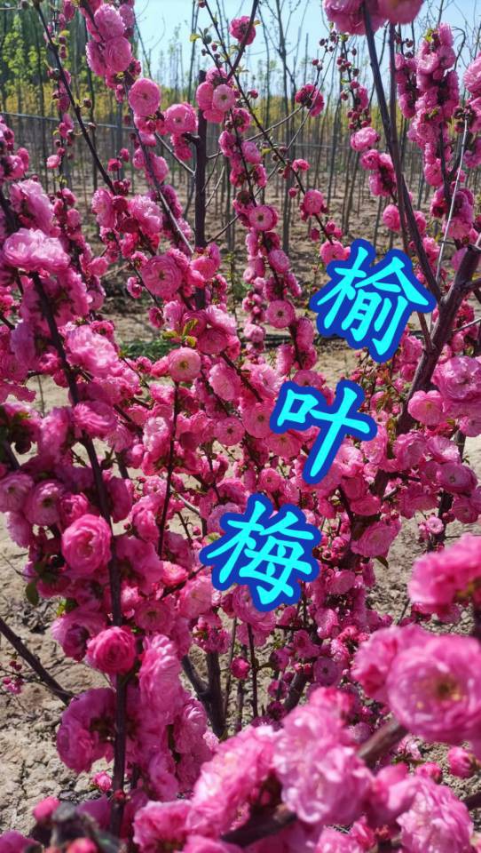 伊犁64团7连【福源苗业】长期供应优质果树苗有：红梨苗、新梨7号苗、脆枣苗、和田大枣苗、酸枣苗、蜥蜴蛋李苗、樱桃李苗、斯坦勒西梅苗、吊干杏苗【 蜥蜴蛋李种条 】；绿化树有：金叶复叶槭、金叶龙爪槐、绿叶...