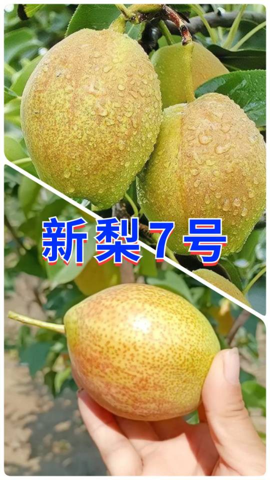 伊犁64团7连【福源苗业】长期供应优质果树苗有：红梨苗、新梨7号苗、脆枣苗、和田大枣苗、酸枣苗、蜥蜴蛋李苗、樱桃李苗、斯坦勒西梅苗、吊干杏苗【 蜥蜴蛋李种条 】；绿化树有：金叶复叶槭、金叶龙爪槐、绿叶...