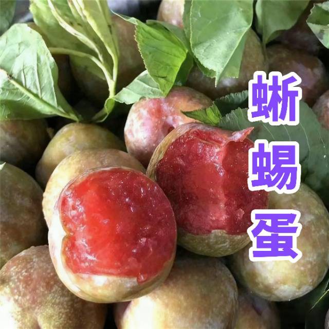 伊犁64团7连【福源苗业】长期供应优质果树苗有：红梨苗、新梨7号苗、脆枣苗、和田大枣苗、酸枣苗、蜥蜴蛋李苗、樱桃李苗、斯坦勒西梅苗、吊干杏苗【 蜥蜴蛋李种条 】；绿化树有：金叶复叶槭、金叶龙爪槐、绿叶...
