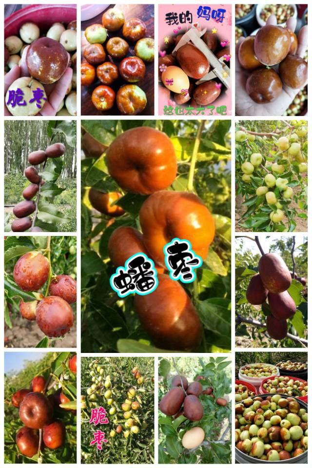 伊犁64团7连【福源苗业】长期供应优质果树苗有：红梨苗、新梨7号苗、脆枣苗、和田大枣苗、酸枣苗、蜥蜴蛋李苗、樱桃李苗、斯坦勒西梅苗、吊干杏苗【 蜥蜴蛋李种条 】；绿化树有：金叶复叶槭、金叶龙爪槐、绿叶...