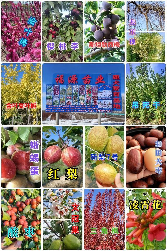 伊犁64团7连【福源苗业】长期供应优质果树苗有：红梨苗、新梨7号苗、脆枣苗、和田大枣苗、酸枣苗、蜥蜴蛋李苗、樱桃李苗、斯坦勒西梅苗、吊干杏苗【 蜥蜴蛋李种条 】；绿化树有：金叶复叶槭、金叶龙爪槐、绿叶...