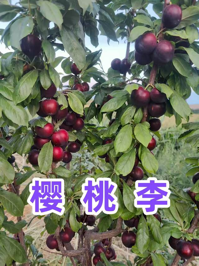 伊犁64团7连【福源苗业】长期供应优质果树苗有：红梨苗、新梨7号苗、脆枣苗、和田大枣苗、酸枣苗、蜥蜴蛋李苗、樱桃李苗、斯坦勒西梅苗、吊干杏苗【 蜥蜴蛋李种条 】；绿化树有：金叶复叶槭、金叶龙爪槐、绿叶...