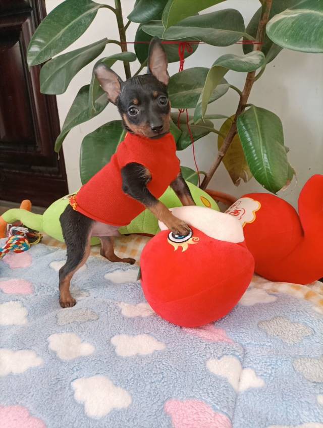 常年有小鹿犬幼崽找新家，现有新疆稀有的【紫红色小鹿犬，蓝鹿犬】铁包金小鹿犬，价格优惠，疫苗驱虫都已做过，看上的小狗可以车带给你，想看视频和照片的可以联系我，坐标伊犁64团。 微电同号 158 8694...