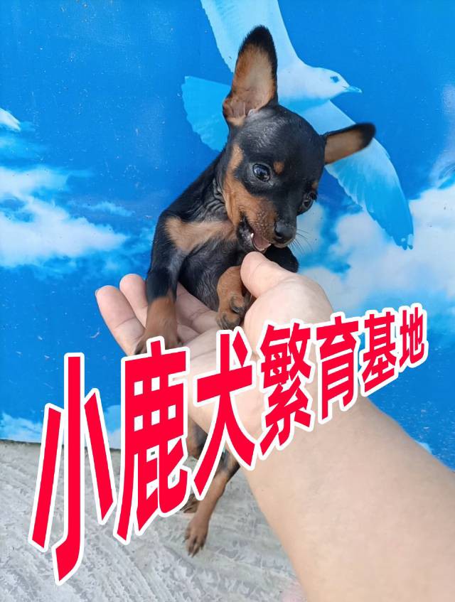 常年有小鹿犬幼崽找新家，现有新疆稀有的【紫红色小鹿犬，蓝鹿犬】铁包金小鹿犬，价格优惠，疫苗驱虫都已做过，看上的小狗可以车带给你，想看视频和照片的可以联系我，坐标伊犁64团。 微电同号 158 8694...