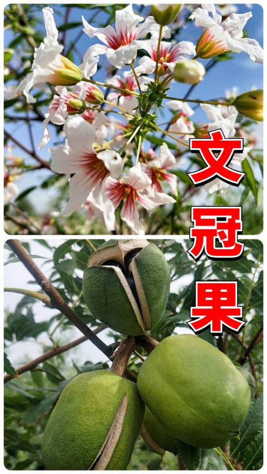 伊犁64团7连【福源苗业】长期供应优质果树苗有：红梨苗、新梨7号苗、脆枣苗、和田大枣苗、酸枣苗、蜥蜴蛋李苗、樱桃李苗、斯坦勒西梅苗、吊干杏苗【 蜥蜴蛋李种条 】；绿化树有：金叶复叶槭、金叶龙爪槐、绿叶...