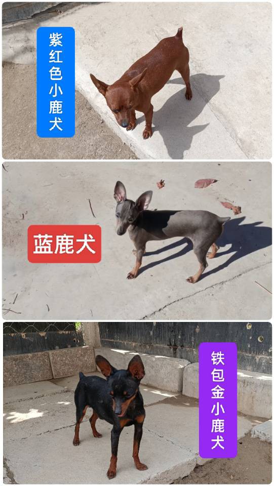 常年有小鹿犬幼崽找新家，现有新疆稀有的【紫红色小鹿犬，蓝鹿犬】铁包金小鹿犬，价格优惠，疫苗驱虫都已做过，看上的小狗可以车带给你，想看视频和照片的可以联系我，坐标伊犁64团。 微电同号 158 8694...