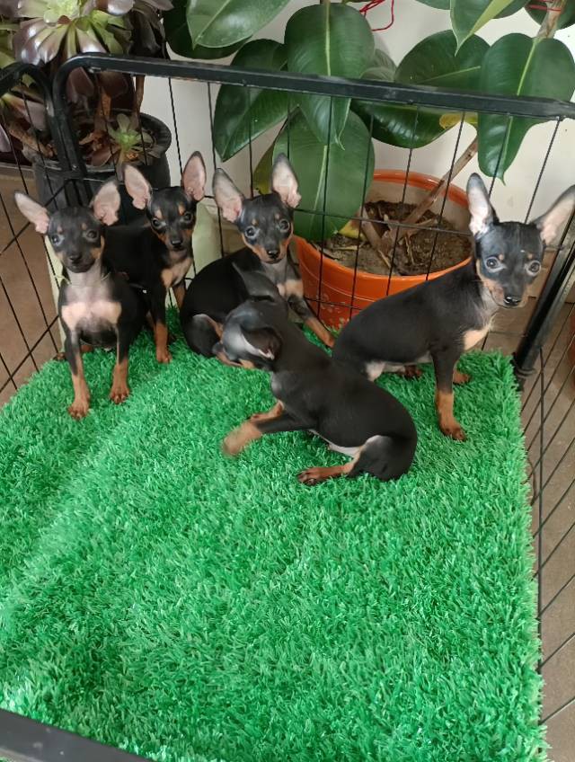 常年有小鹿犬幼崽找新家,现有新疆稀有的【紫红色小鹿犬,蓝鹿犬】铁包金小鹿犬,价格优惠,疫苗驱虫都已做过,看上的小狗可以车带给你,想看视频和照片的可以联系我,坐标伊犁64团。 微电同号 158 8694...