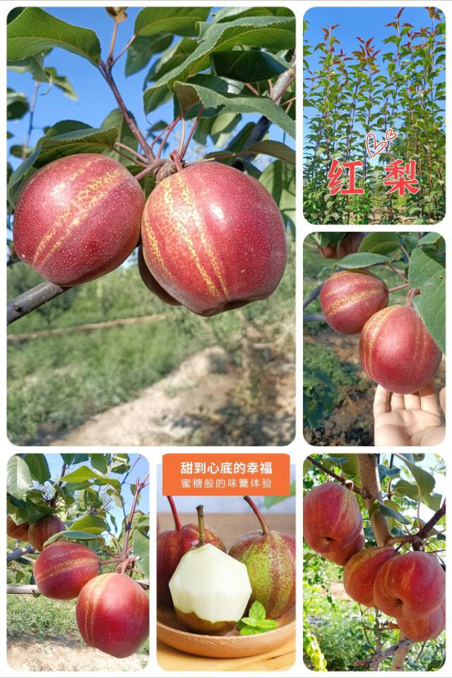 伊犁64团7连【福源苗业】长期供应优质果树苗有:红梨苗、新梨7号苗、脆枣苗、和田大枣苗、酸枣苗、蜥蜴蛋李苗、樱桃李苗、斯坦勒西梅苗、吊干杏苗【 蜥蜴蛋李种条 】;绿化树有:金叶复叶槭、金叶龙爪槐、绿叶...