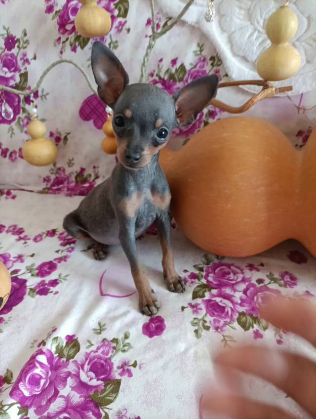 常年有小鹿犬幼崽找新家，现有新疆稀有的【紫红色小鹿犬，蓝鹿犬】铁包金小鹿犬，价格优惠，疫苗驱虫都已做过，看上的小狗可以车带给你，想看视频和照片的可以联系我，坐标伊犁64团。 微电同号 158 8694...