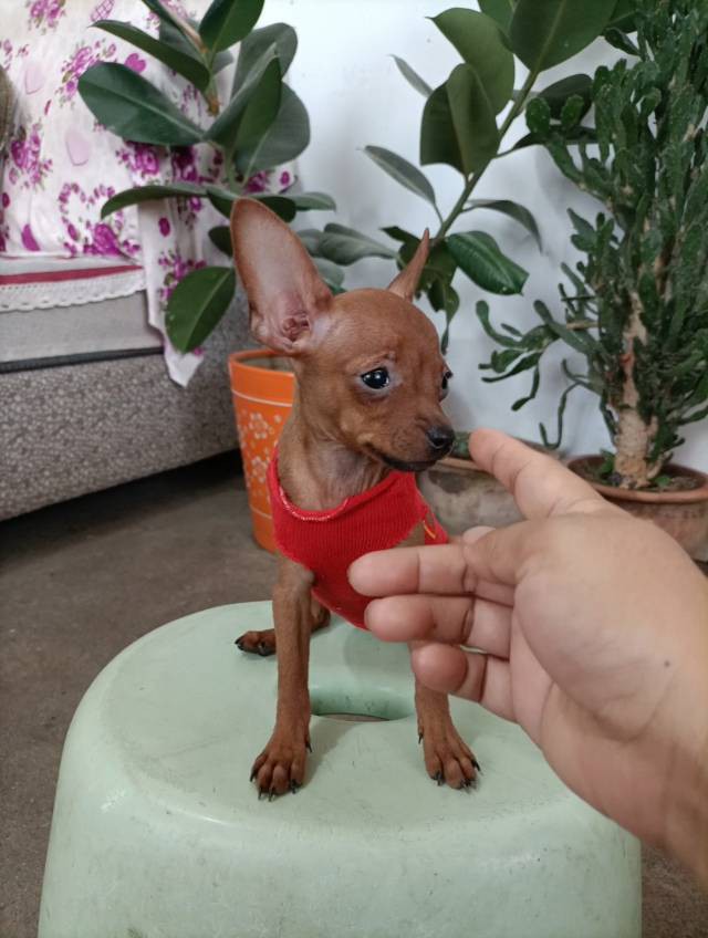 常年有小鹿犬幼崽找新家，现有新疆稀有的【紫红色小鹿犬，蓝鹿犬】铁包金小鹿犬，价格优惠，疫苗驱虫都已做过，看上的小狗可以车带给你，想看视频和照片的可以联系我，坐标伊犁64团。 微电同号 158 8694...