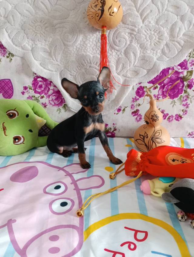 常年有小鹿犬幼崽找新家，现有新疆稀有的【紫红色小鹿犬，蓝鹿犬】铁包金小鹿犬，价格优惠，疫苗驱虫都已做过，看上的小狗可以车带给你，想看视频和照片的可以联系我，坐标伊犁64团。 微电同号 158 8694...
