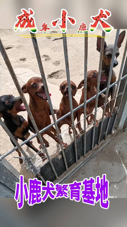 常年有小鹿犬幼崽找新家，现有新疆稀有的【紫红色小鹿犬，蓝鹿犬】铁包金小鹿犬，价格优惠，疫苗驱虫都已做过，看上的小狗可以车带给你，想看视频和照片的可以联系我，坐标伊犁64团。 微电同号 158 8694...