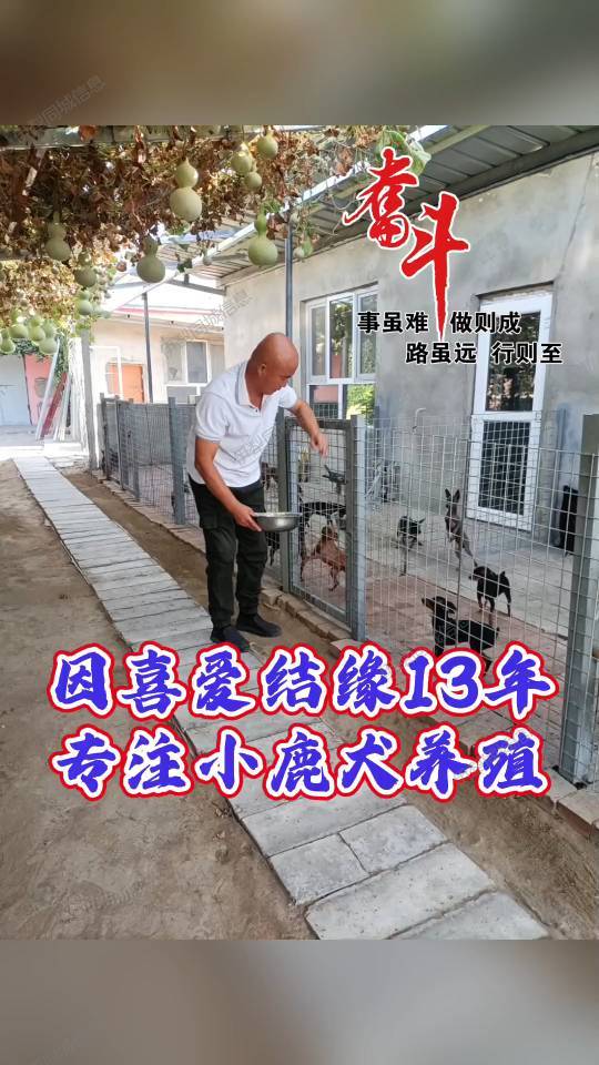 常年有自家繁殖的精品小体小鹿犬出售