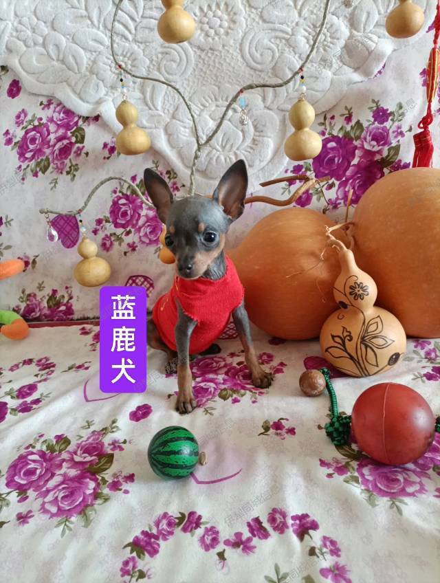 常年有自家繁殖的精品小体小鹿犬出售