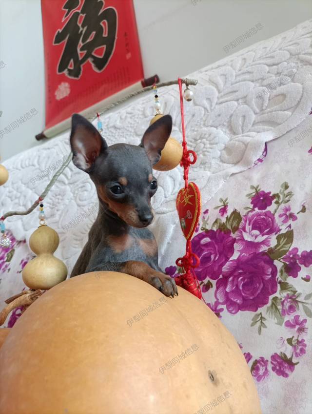 常年有自家繁殖的精品小体小鹿犬出售