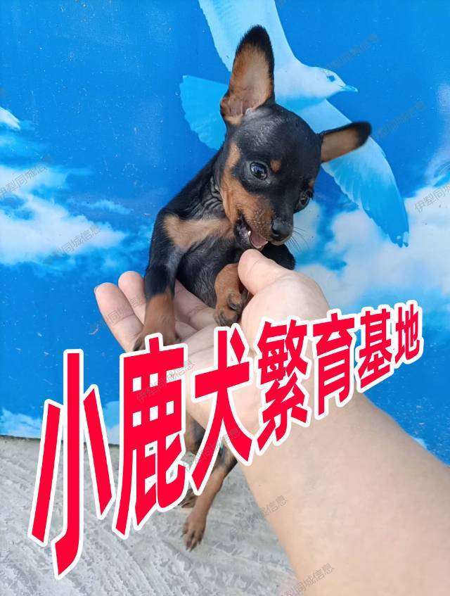 常年有自家繁殖的精品小体小鹿犬出售