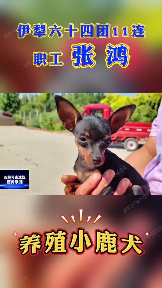 常年有自家繁殖的精品小体小鹿犬出售