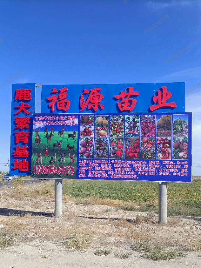 常年有自家繁殖的精品小体小鹿犬出售
