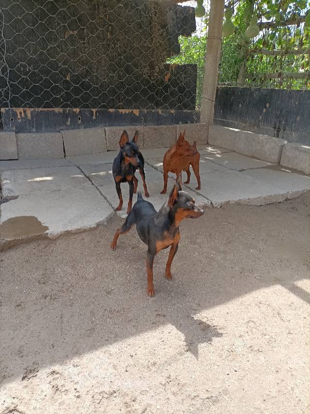 常年有自家繁殖的精品小体小鹿犬出售