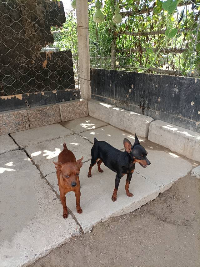 常年有自家繁殖的精品小体小鹿犬出售