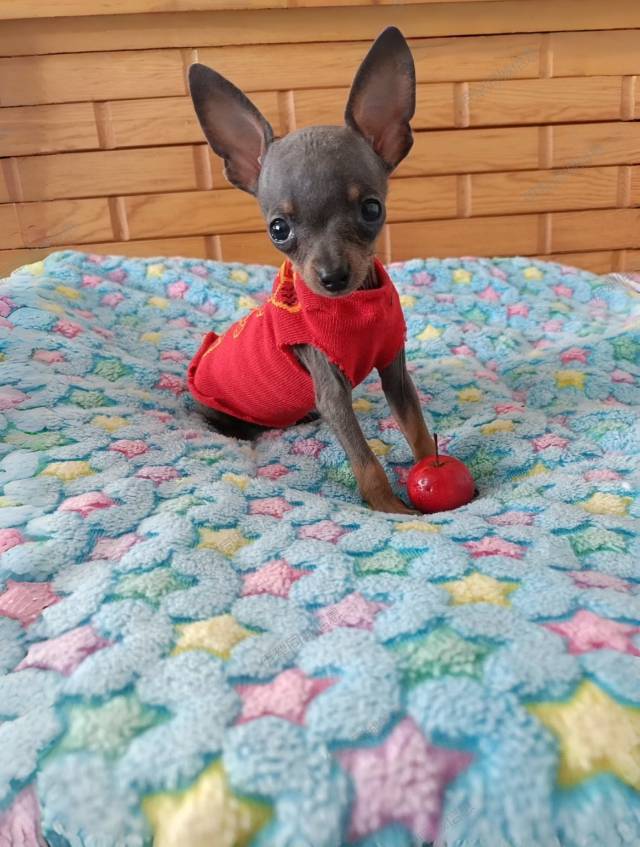 常年有自家繁殖的精品小体小鹿犬出售