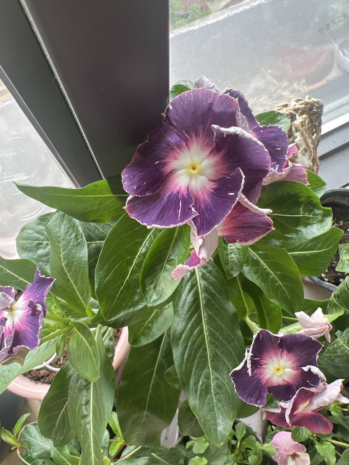 长春花不喜欢颜色转卖