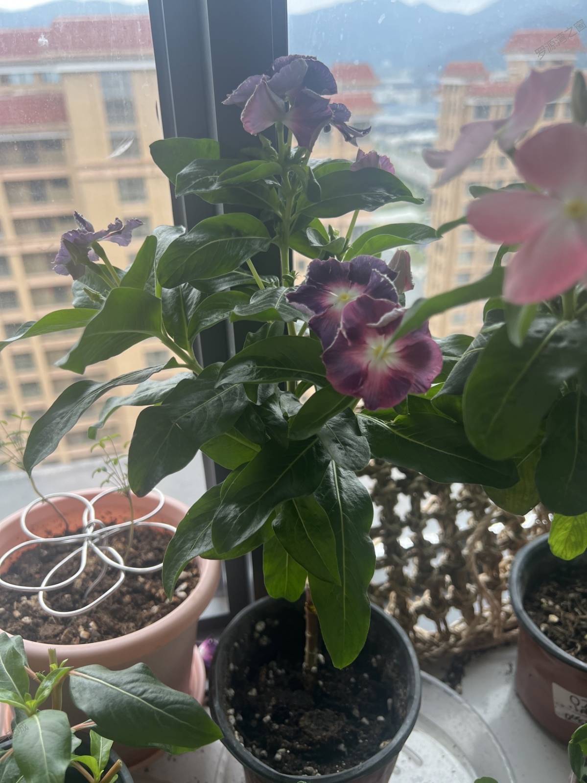 长春花不喜欢颜色转卖