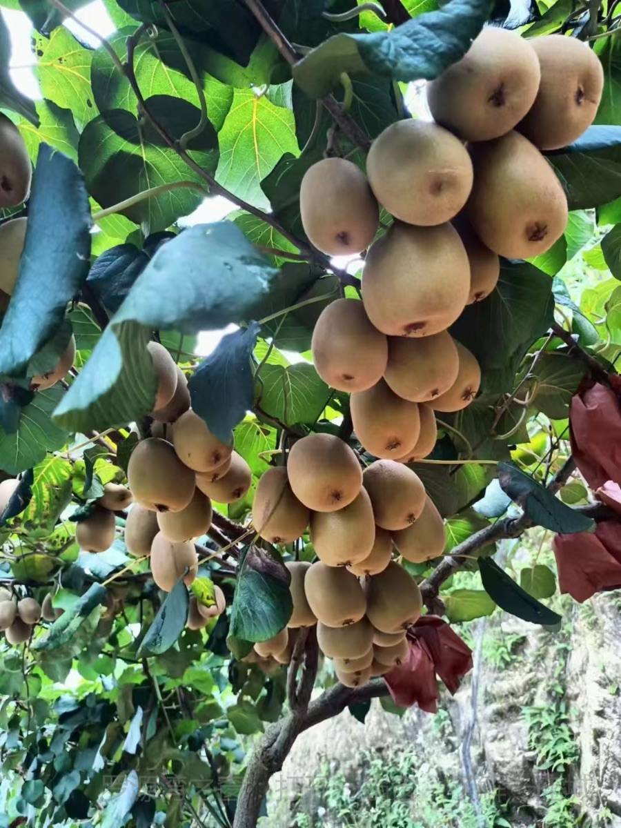 中房黄心奇异果