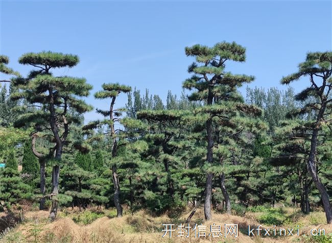 长年优惠供应各种规格造型黑松、油松